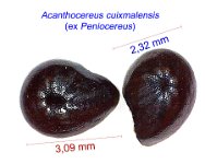 Acanthocereus ex Peniocereus cuixmalensis JM.jpg